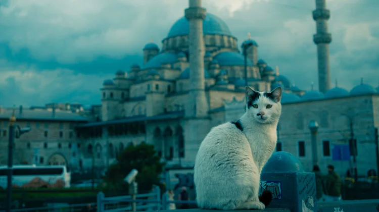Fakta Kehidupan Kucing di Istanbul: Dicintai sejak Zaman Ottoman