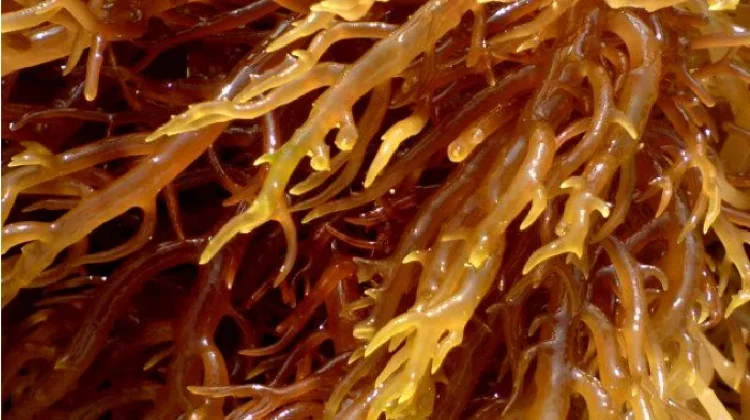 Potensi dan Keanekaragaman Jenis Rumput Laut di Kalimantan Utara