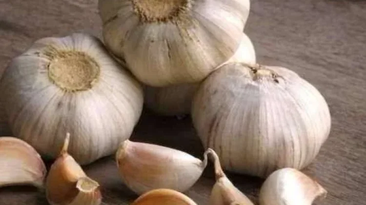 Bawang Putih Kaya Khasiat Alami Menjaga Kesehatan Tubuh Sehari Hari
