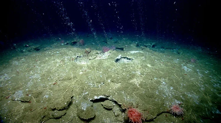 Kebun Kehidupan di Dasar Gelap: Mengenal Fenomena Cold Seeps