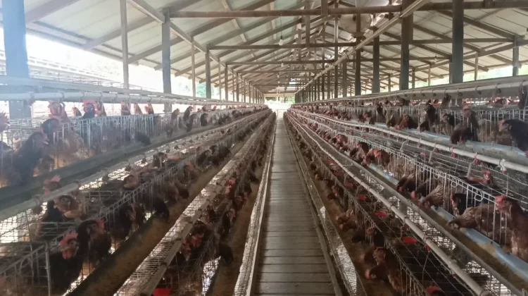 Peternak Nunukan Nilai Harga Ayam Rp19.500 Belum Ideal