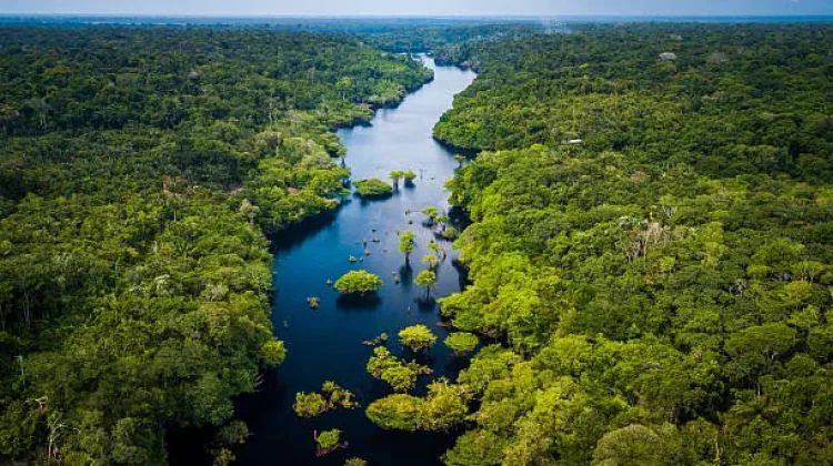 Bahaya yang Terjadi jika Hutan Amazon Kekurangan Fosfor