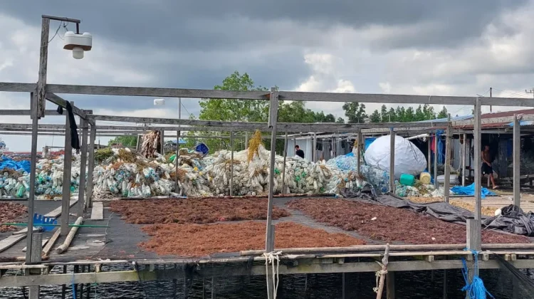 Harga Naik, Produksi Rumput Laut Terkendala Hama Tiram