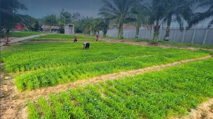 Lapas Nunukan Perkuat Program Ketahanan Pangan dengan Perawatan Lahan