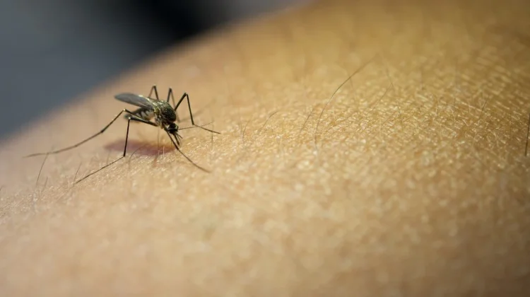 Kenali 5 Jenis Plasmodium Penyebab Malaria, Kemenkes Ajak Masyarakat Waspada
