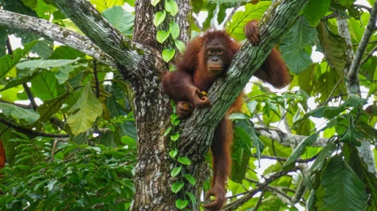 Belajar Obat-Obatan Herbal dari Orang Utan Kalimantan