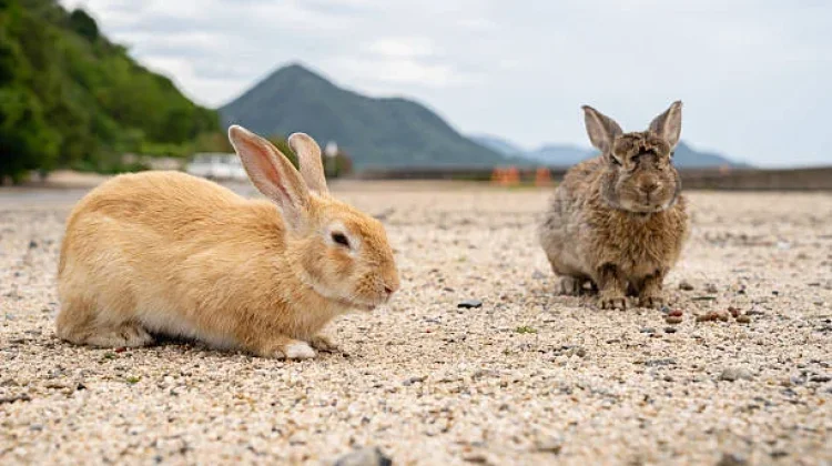 Sejarah Kelam di Pulau Kelinci Okunoshima Jepang