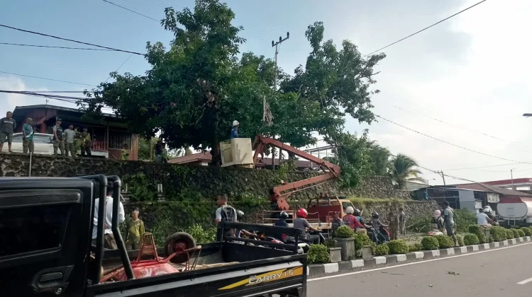 Satpol PP Nunukan Melaksanakan Pengamanan Selama Proses Penebangan Pohon