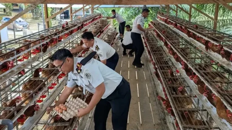 Lapas Kelas IIB Nunukan sudah bisa Menghasilkan telur ayam