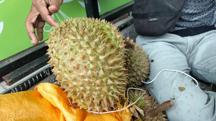 Petani Durian Nunukan Masih Minim Edukasi