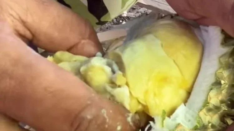 Durian Premium Selisun Telah dikembangkan di Samarinda
