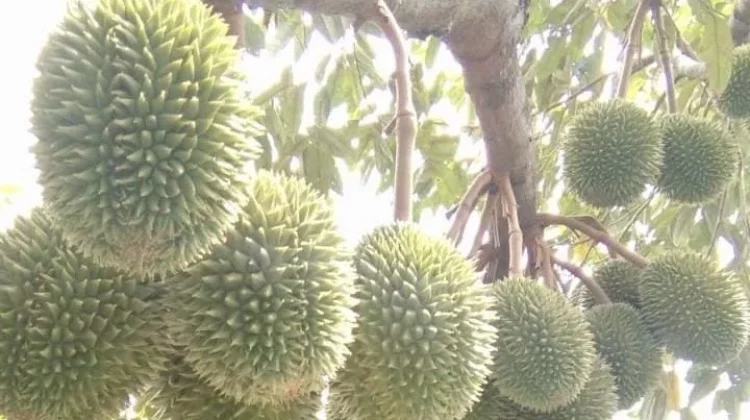 Hasil Panen Durian Lokal Nunukan Melimpah
