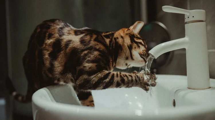 Ternyata Ini Alasan Kucing Benci Air