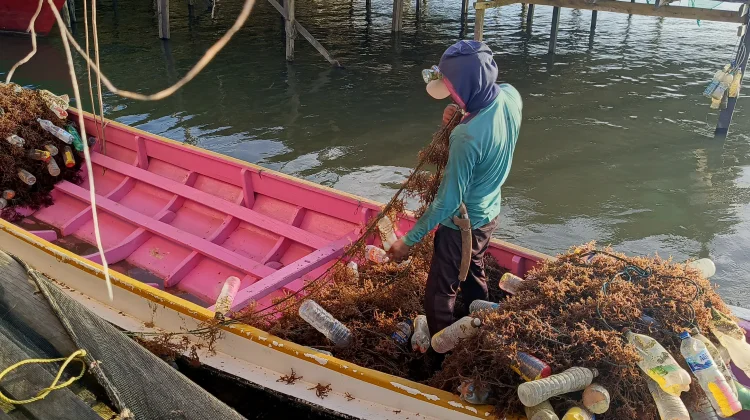 Pelaku Usaha Rumput Laut Manfaatkan Kredit untuk Tambah Modal