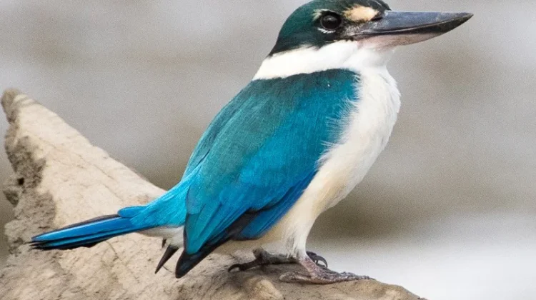 Cekakak- Burung Paling Memukau Dikawasan Perairan Tawar hingga Mangrove