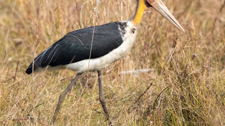Bangau Tongtong - Burung Raksasa Kawasan Mangrove