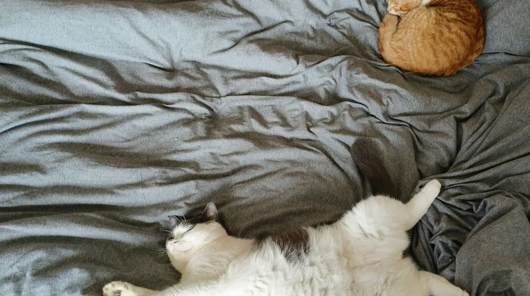 Mengapa Kucing Suka Sekali Tidur? Apakah Itu Normal?