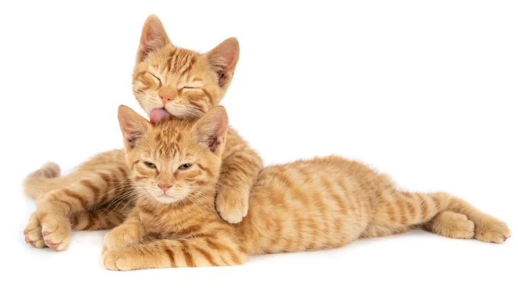 Rahasia Rahang Kucing yang Tak Bisa Bergerak ke Samping Kiri dan Kanan