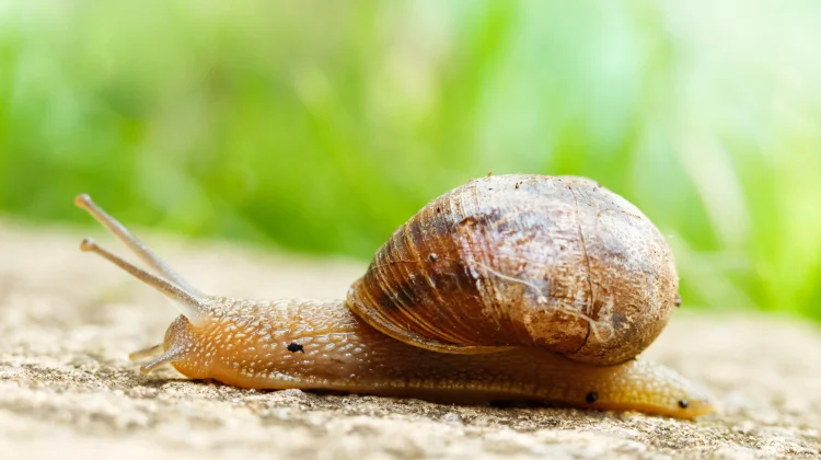Misteri Siput yang Mampu Terlelap hingga 3 Tahun