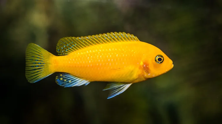 Mitos Ingatan Singkat: Benarkah Daya Ingat Ikan Hanya 3 Detik?