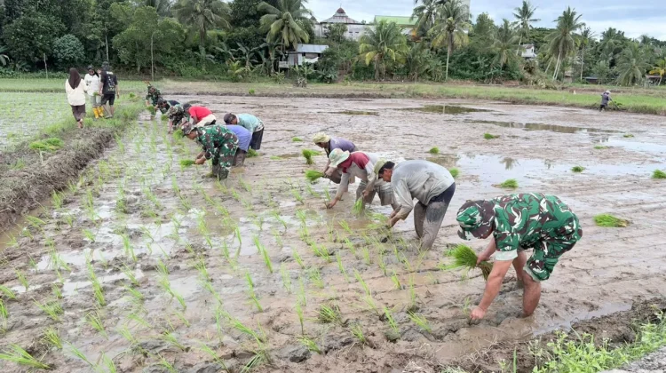 Ketahanan Pangan Perbatasan Menguat Bersama Kodim dan Petani