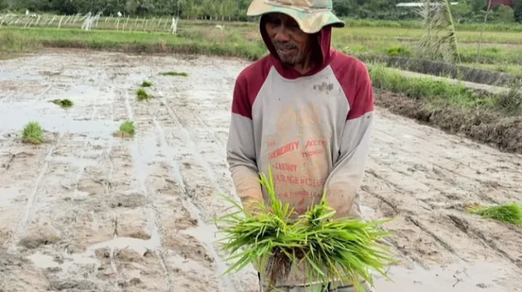 Kodim Nunukan Perkuat Swasembada Pangan Bersama Petani Perbatasan