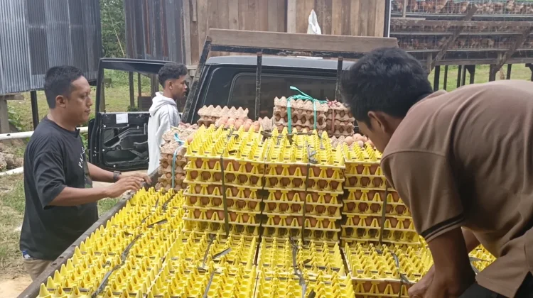 Pengusaha Ungkap Cuaca Panas Jadi Tantangan Peternak Telur Nunukan