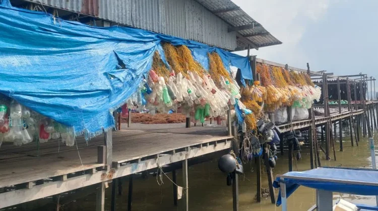 Pelampung Rumput Laut di Nunukan Akan Diganti, Tekan Sampah Plastik di Laut