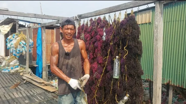 Pembudidaya Nunukan Nilai Pelampung Ramah Lingkungan Tidak Cocok di Arus Deras