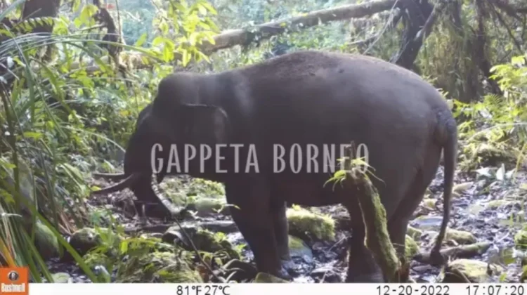 Gappeta Borneo Nunukan Serukan Lindungi Gajah Kalimantan yang Terancam Punah