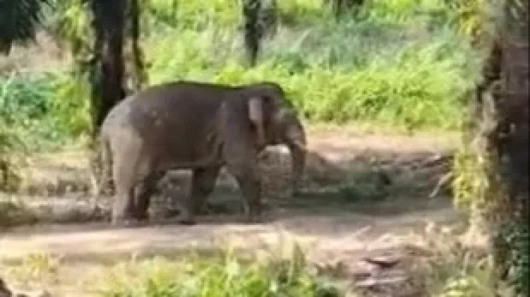 Gappeta Borneo Nunukan Luruskan Isu Gajah Kerdil Viral, ternyata di Sabah, Malaysia