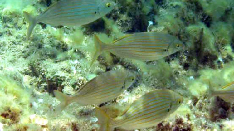 Salema Porgi - Fenomena Ikan Halusinogen di Perairan Mediterania