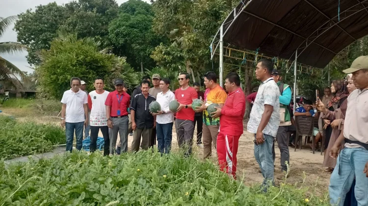 Bupati Nunukan Panen Perdana Semangka dan Jagung Bersama Petani