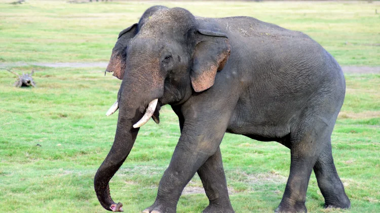 Fakta Unik Jam Tidur Gajah