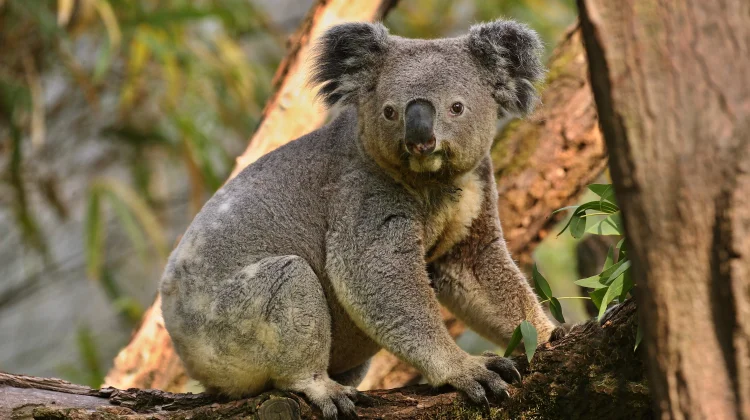 Menyingkap Rahasia Dua Ibu Jari Koala