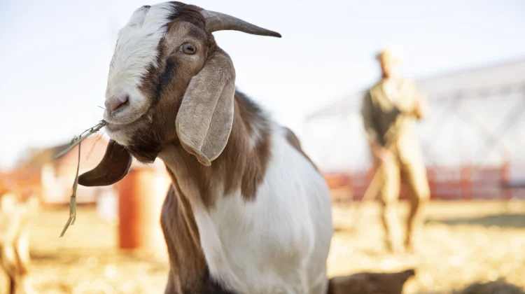 Rahasia Pupil Persegi Panjang Mata Kambing