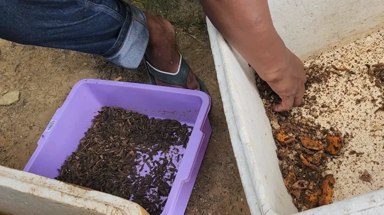 Gali Potensi Lokal, Lapas Nunukan Kembangkan Budidaya Ikan Air Tawar