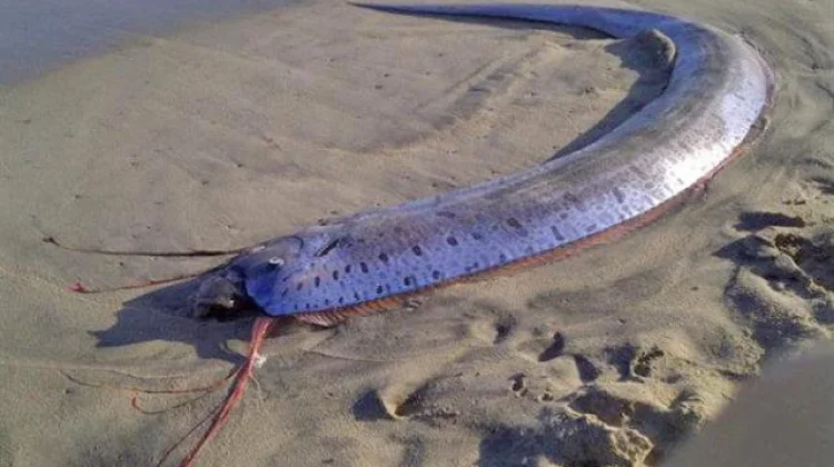 Ikan Oarfish Terdampar di Lombok, Benarkah Pertanda Gempa?