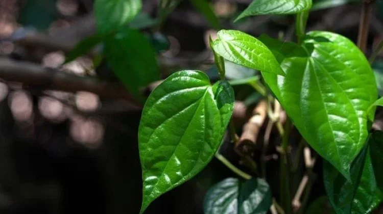 Daun Sirih Berpotensi Jaga Kesehatan Mulut Secara Alami