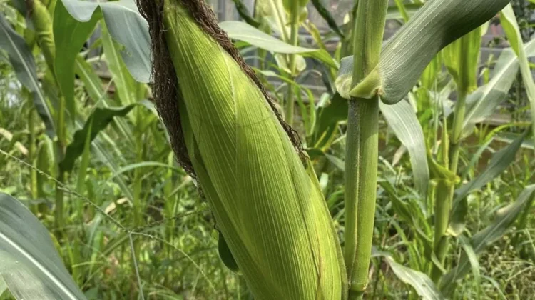 Jagung Kaya Serat, Bantu Jaga Kesehatan Jantung Tubuh