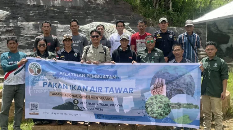 Pakan Mahal, Pembudidaya Ikan Krayan Mulai Beralih ke Maggot dan Lemna