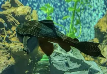 Ikan Sapu-Sapu: Antara Hama Perairan dan Potensi Pangan Alternatif
