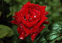 Kisah Bunga Mawar, Lambang Cinta yang Mendunia