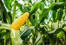 Tanaman Jagung Merupakan Rekayasa Genetika Tertua di Dunia