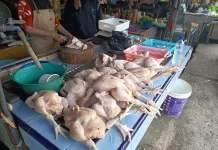 H-1 jelang Ramadan 2026, Harga Ayam Potong Lokal di Nunukan Stabil