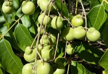 Buah Lerak Sebagai Sabun Alami sejak Ratusan Tahun