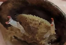 Shellback Crab Bertahan Hidup Dengan Cangkang Kerang