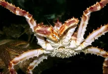 King Crab Penghuni Laut dalam