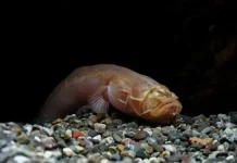 Worm Goby - Ikan Dengan Adaptasi Morfologi Ekstrem