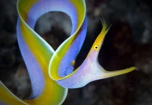 Ribbon Eel Dengan Gerakan Menyerupai Pita yang Tertiup Angin
